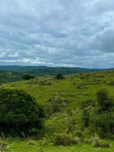 Chacra 19 hectáreas