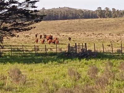 Campo de 62 hás sobre Ruta 9.
