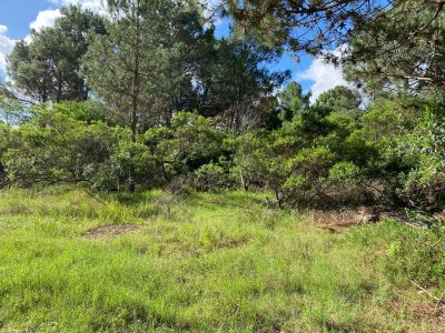 TERRENO PUNTA BALLENA- PORTEZUELO - TÍO TOM A 500 MTS. DEL MAR 