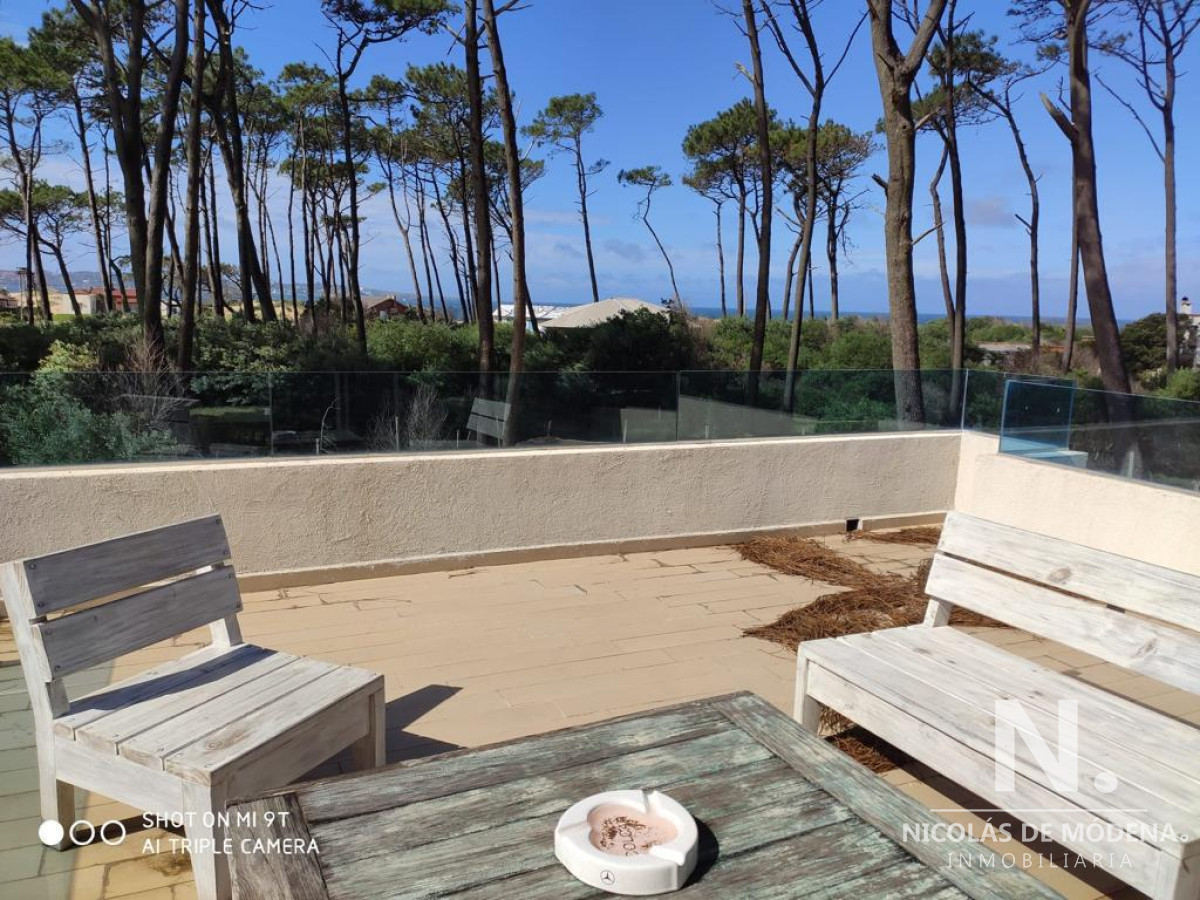 Chihuahua - GoPunta - Portal Inmobiliario de Punta del Este - Maldonado