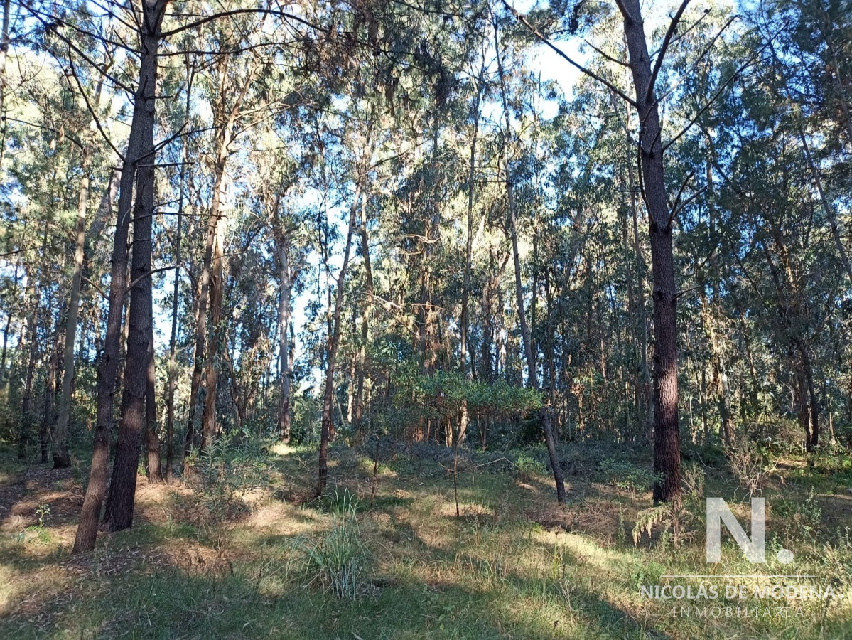 Pinares - GoPunta - Portal Inmobiliario de Punta del Este - Maldonado