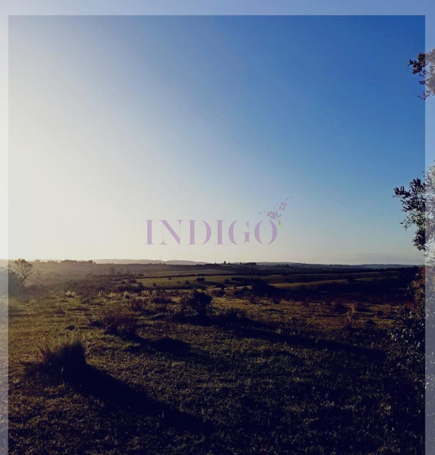 Las Cañas - GoPunta - Portal Inmobiliario de Punta del Este - Maldonado