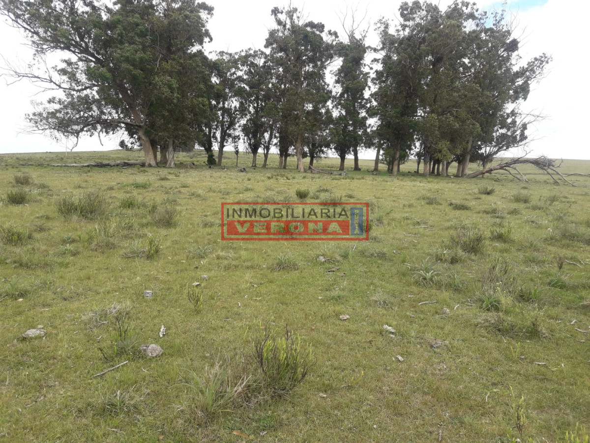 Campo 42 has   consulte !!!!!! - GoPunta - Portal Inmobiliario de Punta del Este - Maldonado