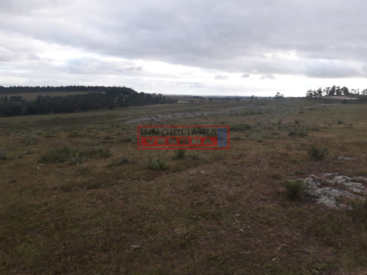 Campo de 47 has en Paraje los Caracoles   Consulte!!! - GoPunta - Portal Inmobiliario de Punta del Este - Maldonado
