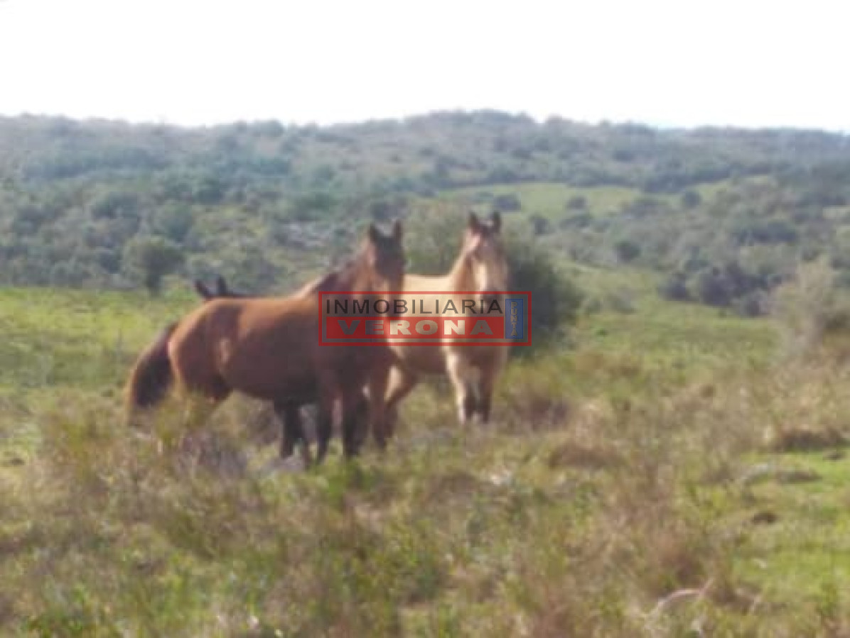Campo 38 has 8690 m2   Limite Maldonado y Lavalleja   Consulte !!!! - GoPunta - Portal Inmobiliario de Punta del Este - Maldonado