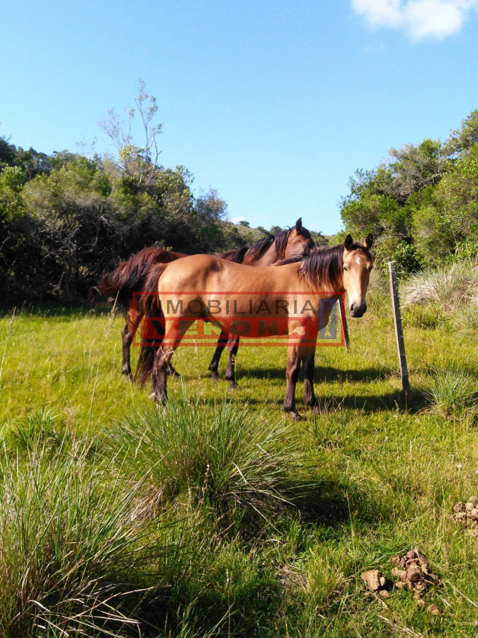 Campo 38 has 8690 m2   Limite Maldonado y Lavalleja   Consulte !!!! - GoPunta - Portal Inmobiliario de Punta del Este - Maldonado