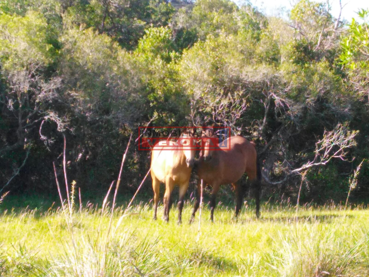 Campo 38 has 8690 m2   Limite Maldonado y Lavalleja   Consulte !!!! - GoPunta - Portal Inmobiliario de Punta del Este - Maldonado