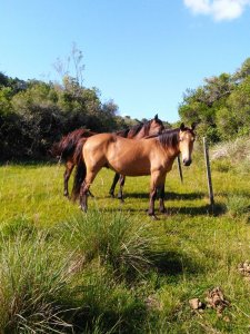 Campo 38 has 8690 m2 - Limite Maldonado y Lavalleja - Consulte !!!!