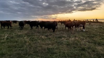 Campo ganadero agrícola 