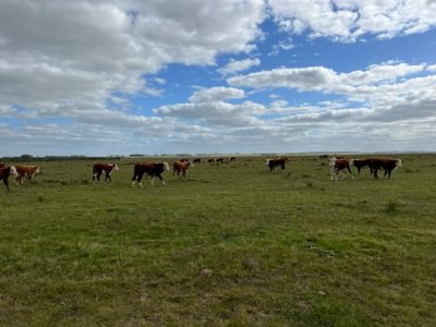 Campo en el departamento de Lavalleja