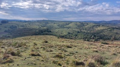 Campo de 88 has en Paraje Carape con costa de arroyo.