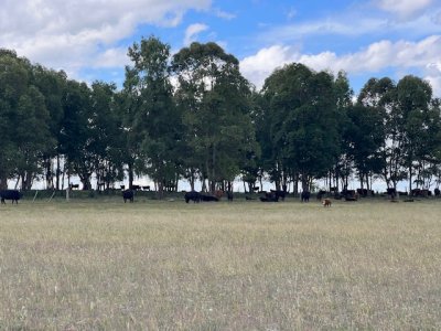 Campo en Durazno