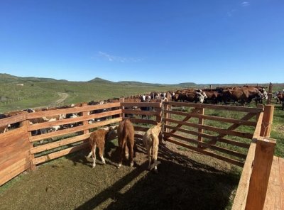 Campo ganadero de 1087 hectáreas en Cañas, Tacuarembó.