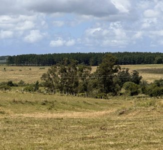 Campo en Rocha, Ganadero - Forestal.
