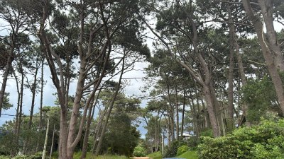 Se venden 4 terrenos juntos no por separado Zona Cantegril.