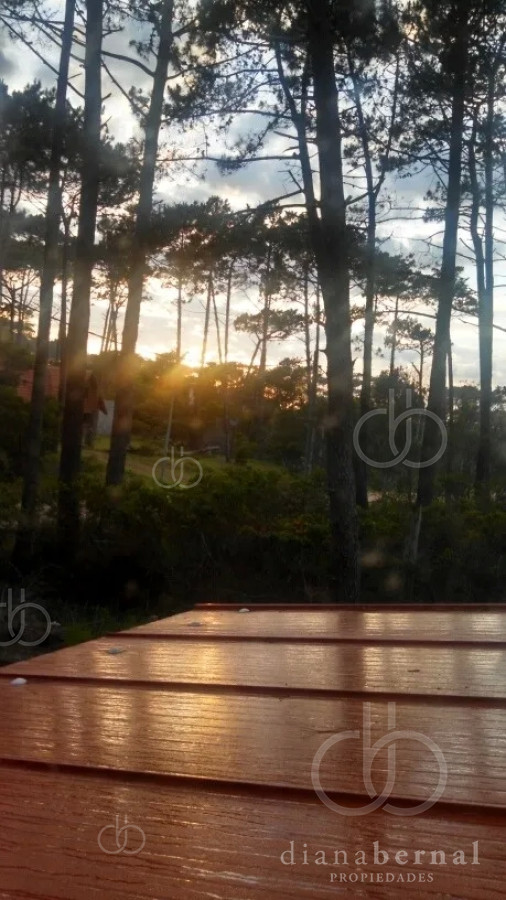 Chihuahua - GoPunta - Portal Inmobiliario de Punta del Este - Maldonado