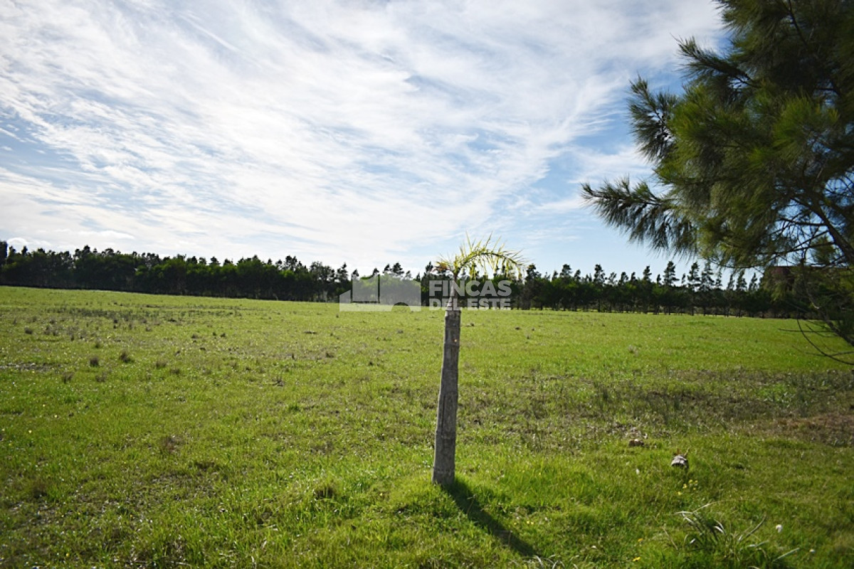 José Ignacio - GoPunta - Portal Inmobiliario de Punta del Este - Maldonado