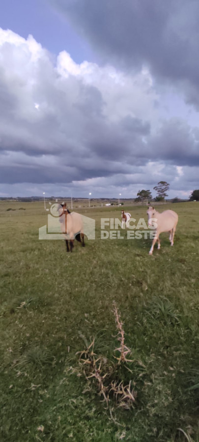 Chacra de 5 Hectáreas sobre Ruta 39 - GoPunta - Portal Inmobiliario de Punta del Este - Maldonado