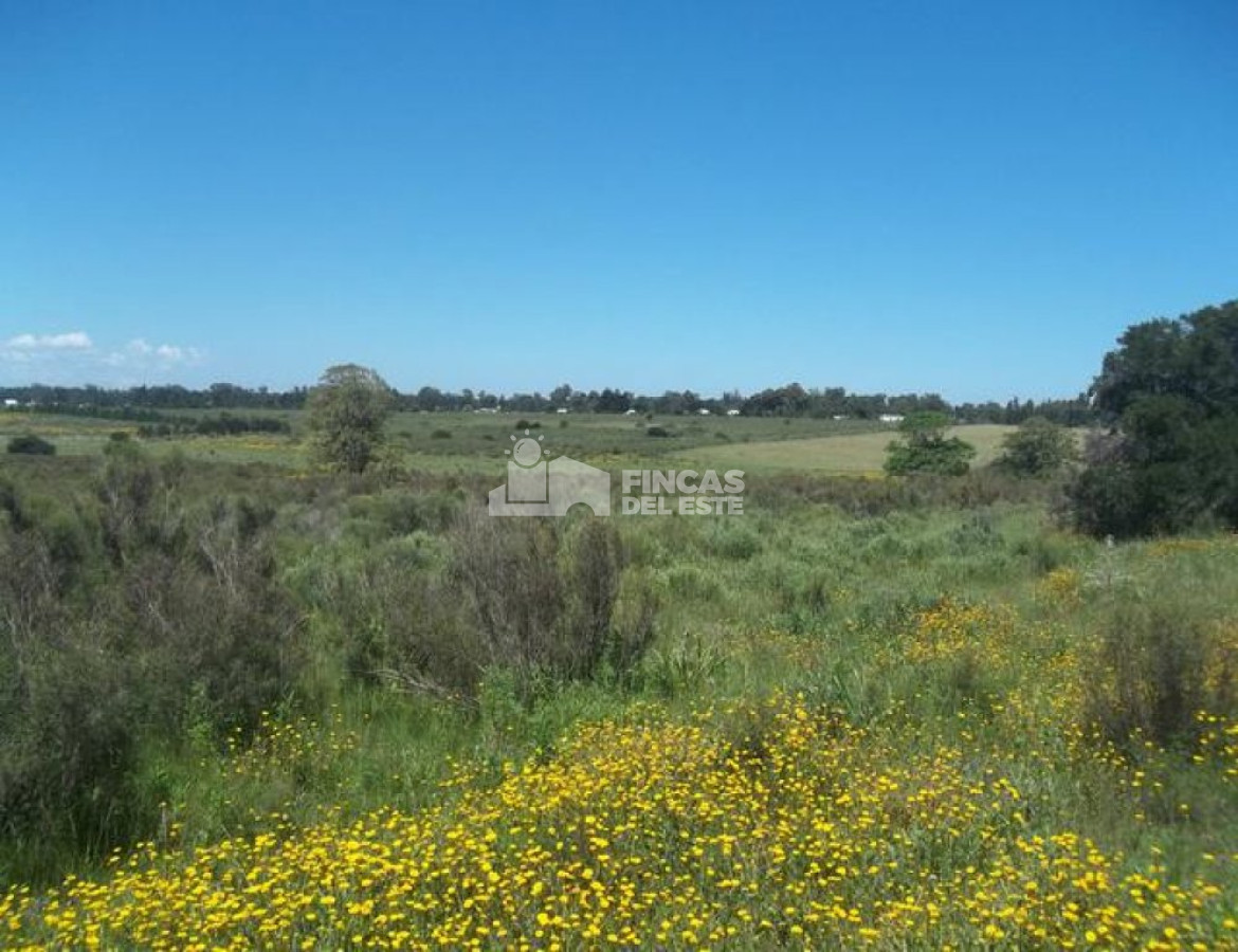 Punta Ballena - GoPunta - Portal Inmobiliario de Punta del Este - Maldonado