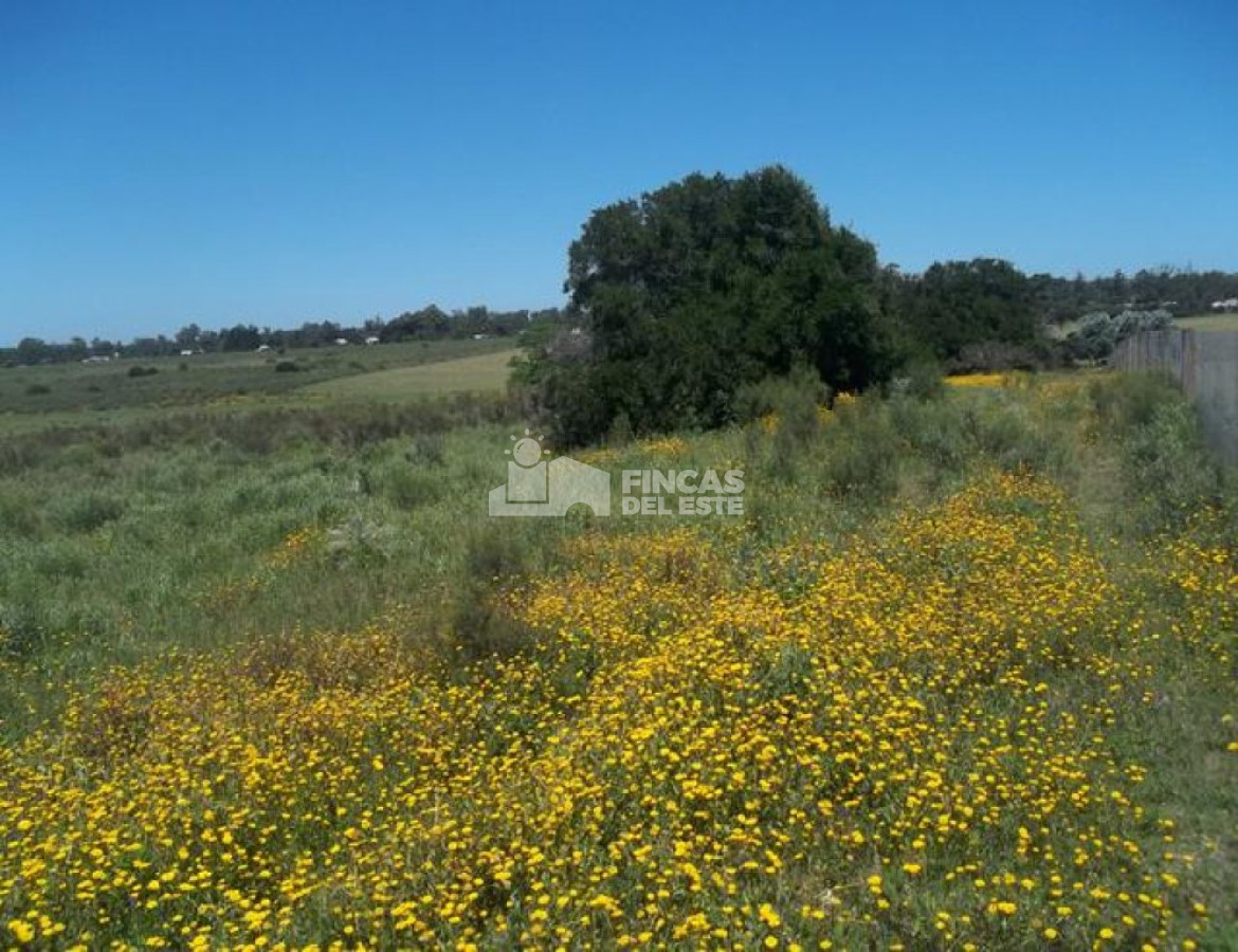 Punta Ballena - GoPunta - Portal Inmobiliario de Punta del Este - Maldonado