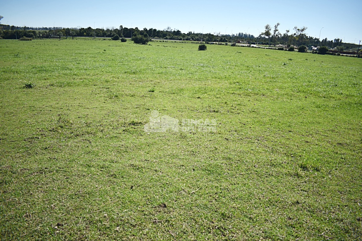 San Carlos - GoPunta - Portal Inmobiliario de Punta del Este - Maldonado