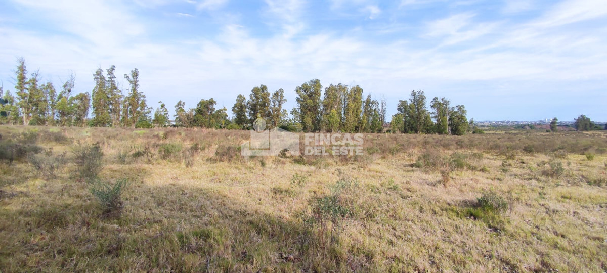 San Carlos - GoPunta - Portal Inmobiliario de Punta del Este - Maldonado