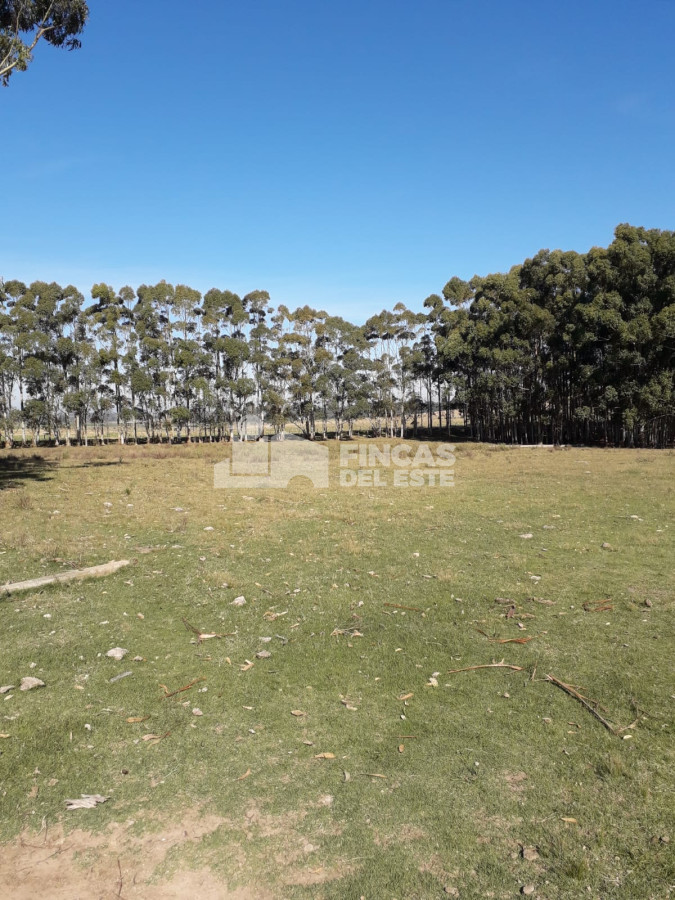 Ruta 9 - GoPunta - Portal Inmobiliario de Punta del Este - Maldonado