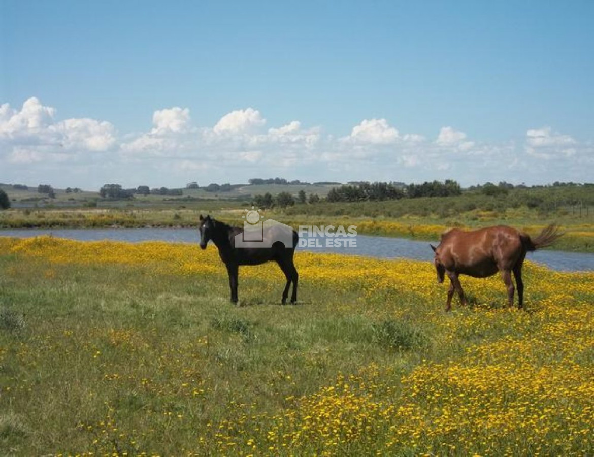 Punta Ballena - GoPunta - Portal Inmobiliario de Punta del Este - Maldonado