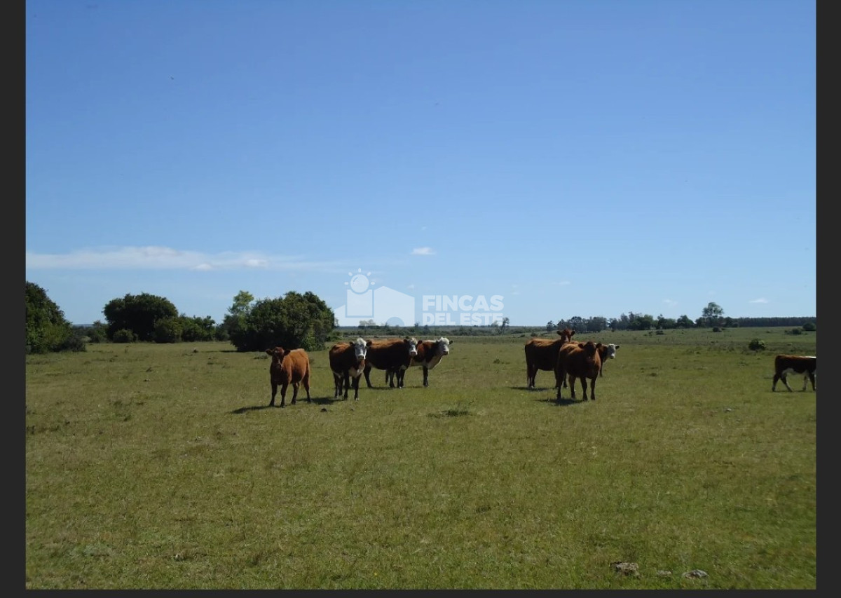 Próximo a arroyo Garzón - GoPunta - Portal Inmobiliario de Punta del Este - Maldonado