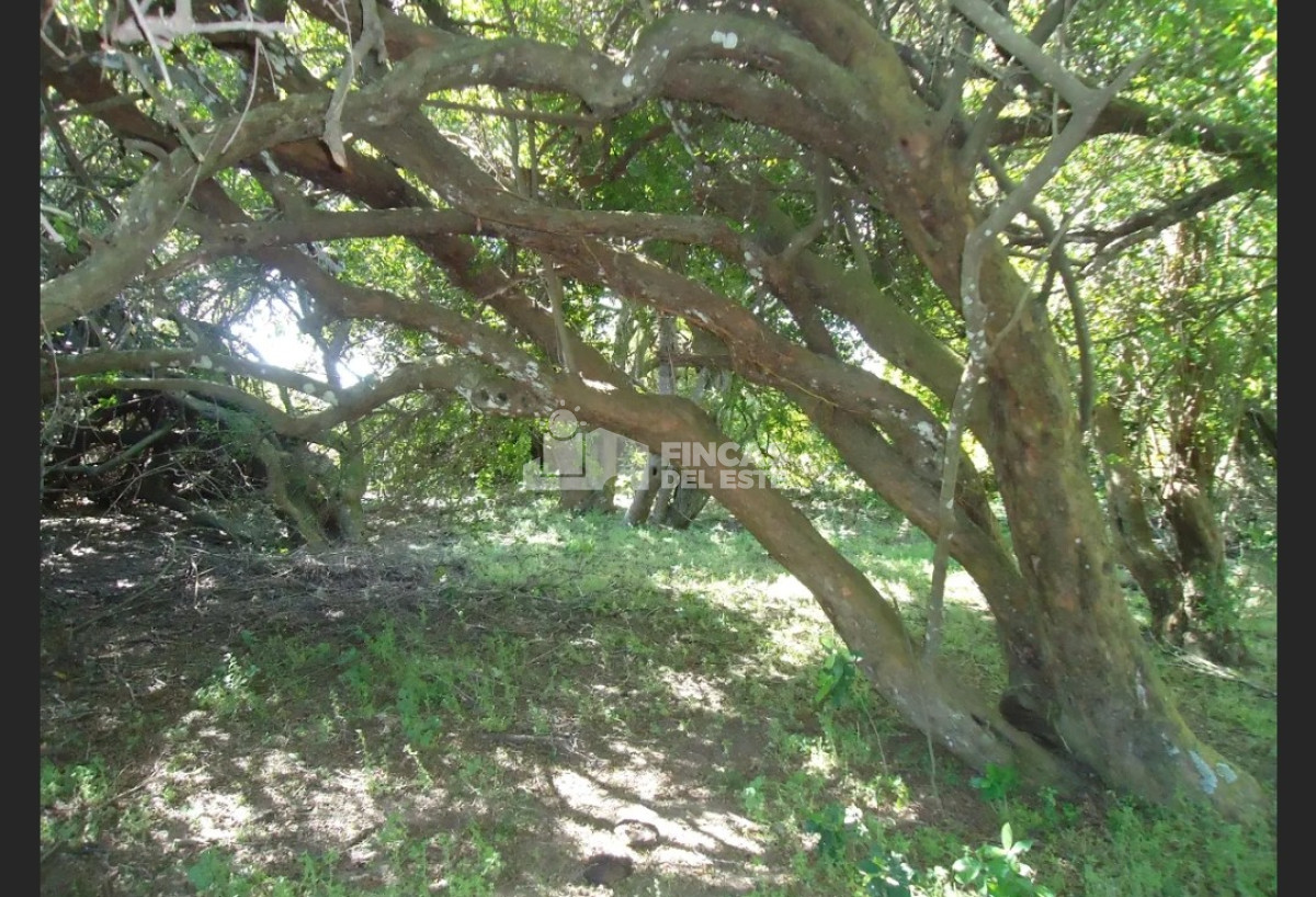 Próximo a arroyo Garzón - GoPunta - Portal Inmobiliario de Punta del Este - Maldonado