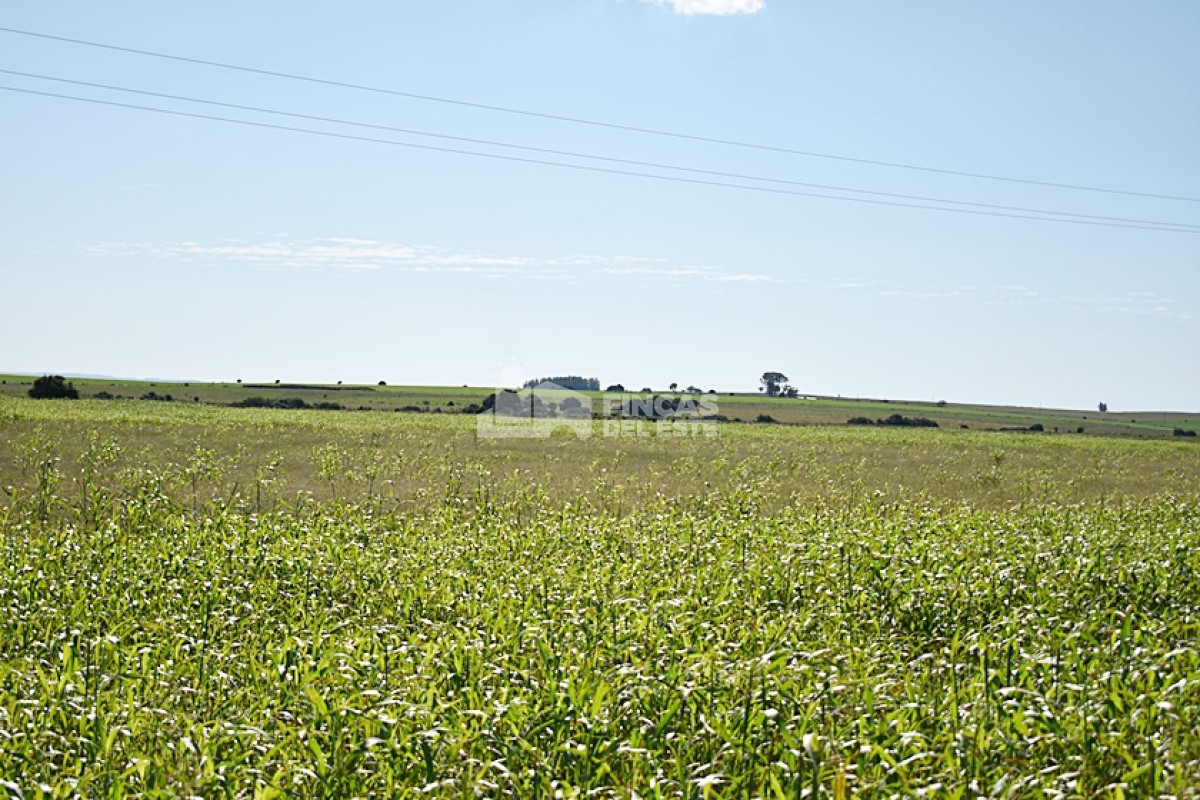 36 ha. sobre ruta 9 - GoPunta - Portal Inmobiliario de Punta del Este - Maldonado