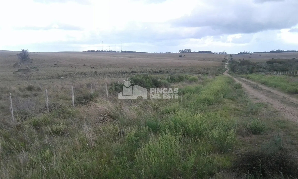 Campo Ruta 9  SAN CARLOS - GoPunta - Portal Inmobiliario de Punta del Este - Maldonado