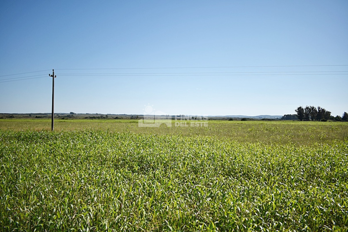 36 ha. sobre ruta 9 - GoPunta - Portal Inmobiliario de Punta del Este - Maldonado