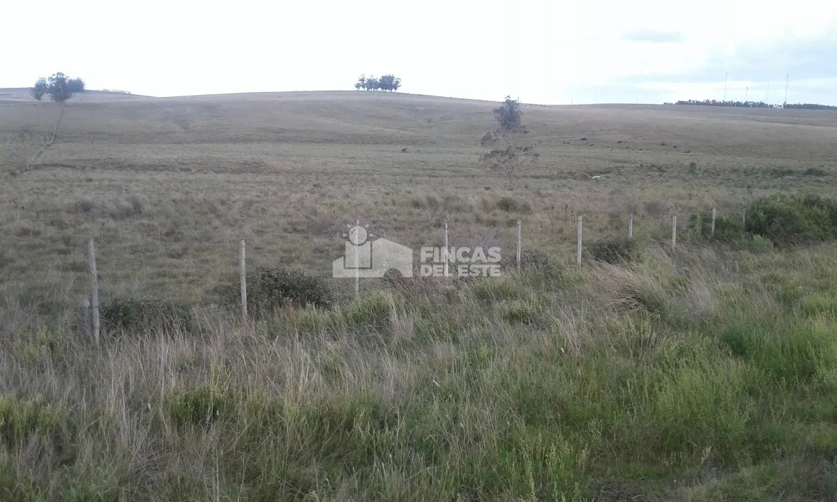 Campo Ruta 9  SAN CARLOS - GoPunta - Portal Inmobiliario de Punta del Este - Maldonado