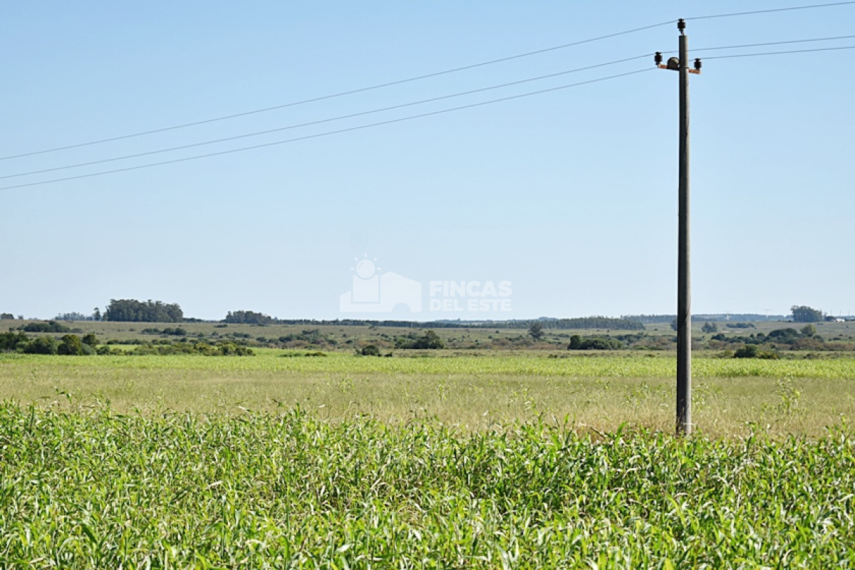 36 ha. sobre ruta 9 - GoPunta - Portal Inmobiliario de Punta del Este - Maldonado