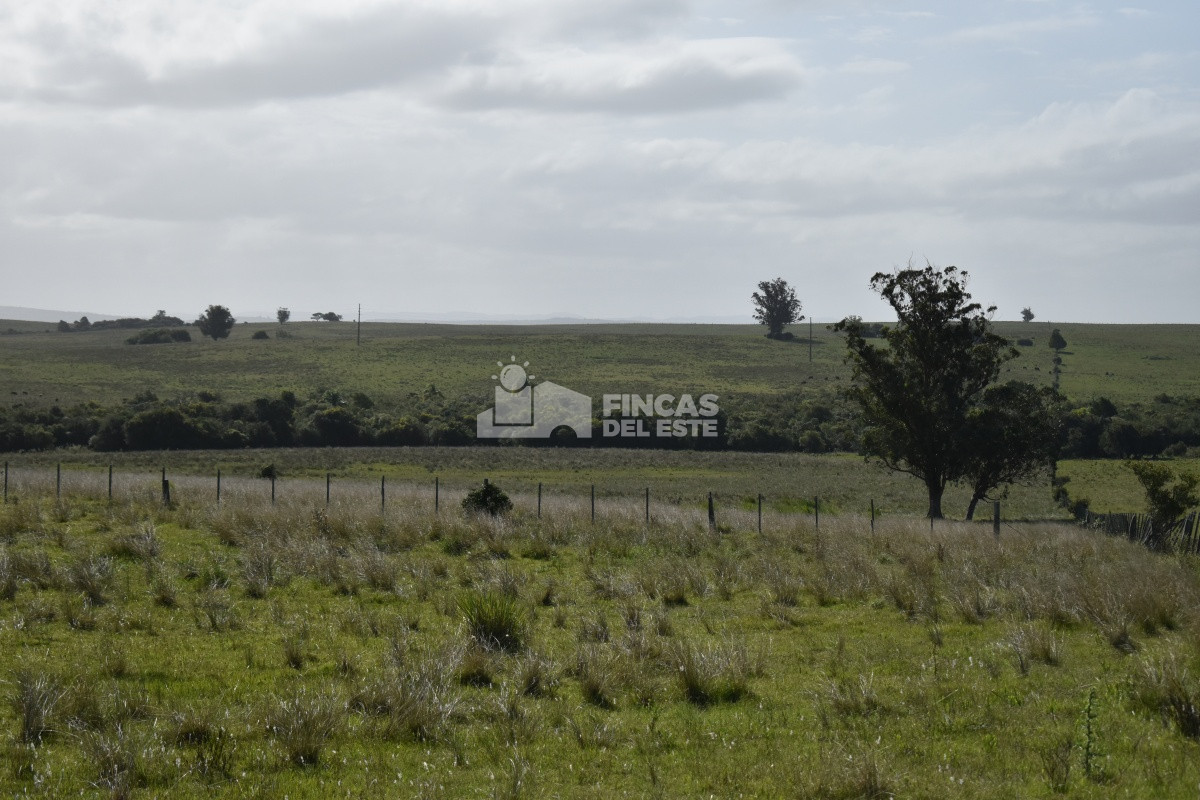 Campo Ruta 9  SAN CARLOS - GoPunta - Portal Inmobiliario de Punta del Este - Maldonado