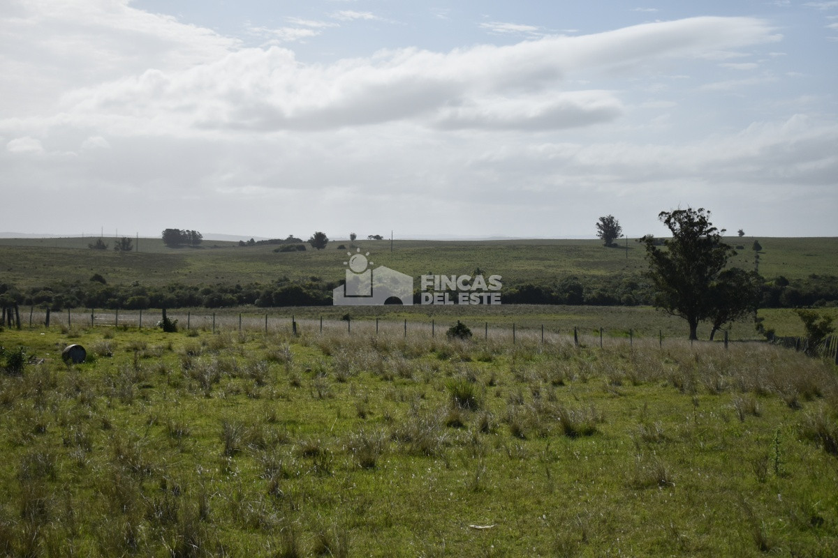Campo Ruta 9  SAN CARLOS - GoPunta - Portal Inmobiliario de Punta del Este - Maldonado