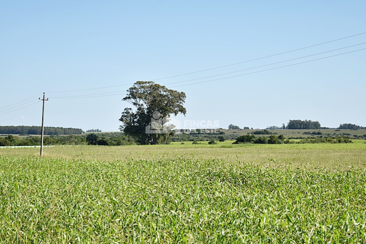 36 ha. sobre ruta 9 - GoPunta - Portal Inmobiliario de Punta del Este - Maldonado
