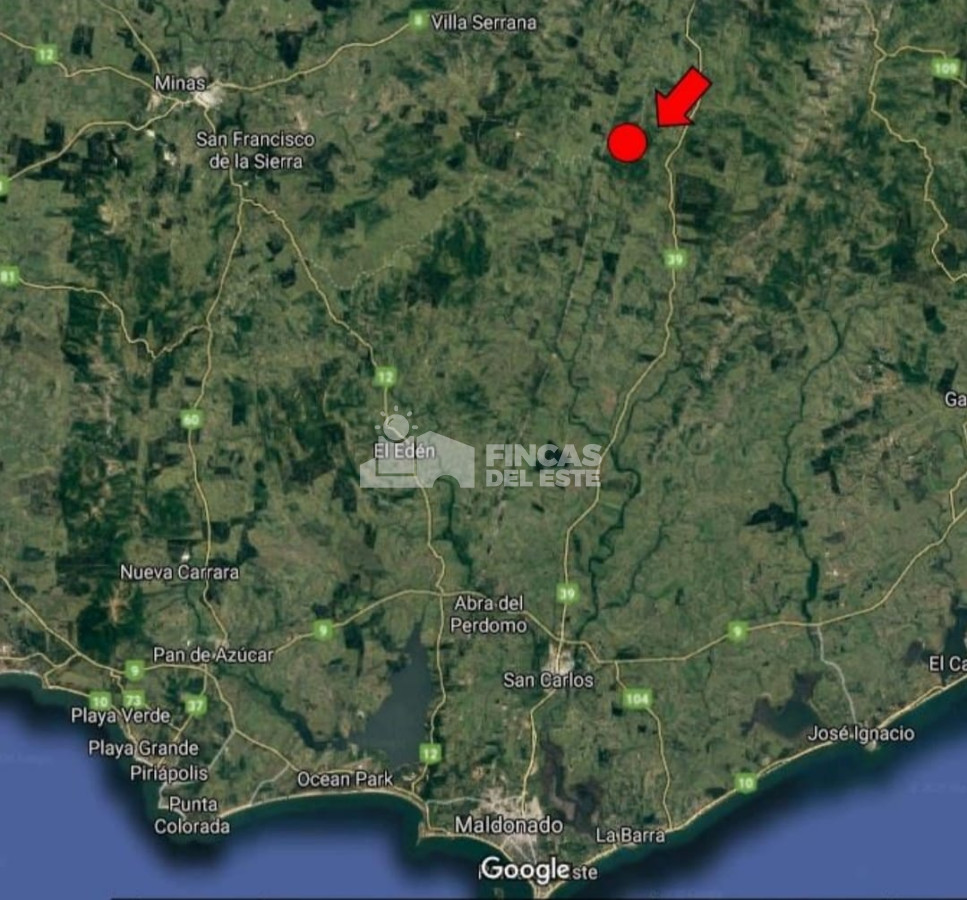 Campo forestal   plantación de Eucaliptus Glóbulos - GoPunta - Portal Inmobiliario de Punta del Este - Maldonado