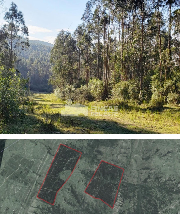 Campo forestal   plantación de Eucaliptus Glóbulos - GoPunta - Portal Inmobiliario de Punta del Este - Maldonado