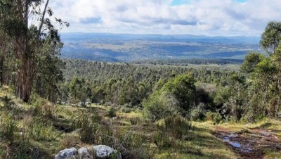 Campo forestal + plantación de Eucaliptus Glóbulos 