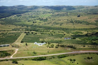 Campo apto fraccionamiento con plantación de olivos y fábrica de aceite de oliva muy acreditado