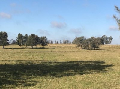 CHACRA 5 HECTAREAS EN HARAS DE MEDELLIN, PUNTA DEL ESTE