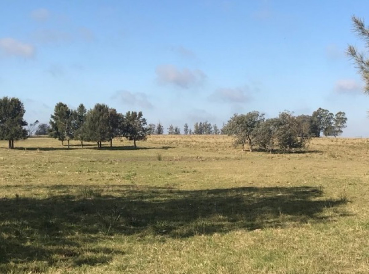 Chacra 5 Hectareas en Haras de Medellin, Punta del Este