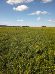 Campo en venta Agrícola - Ganadero