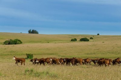 Campo ganadero de 411 hectáreas