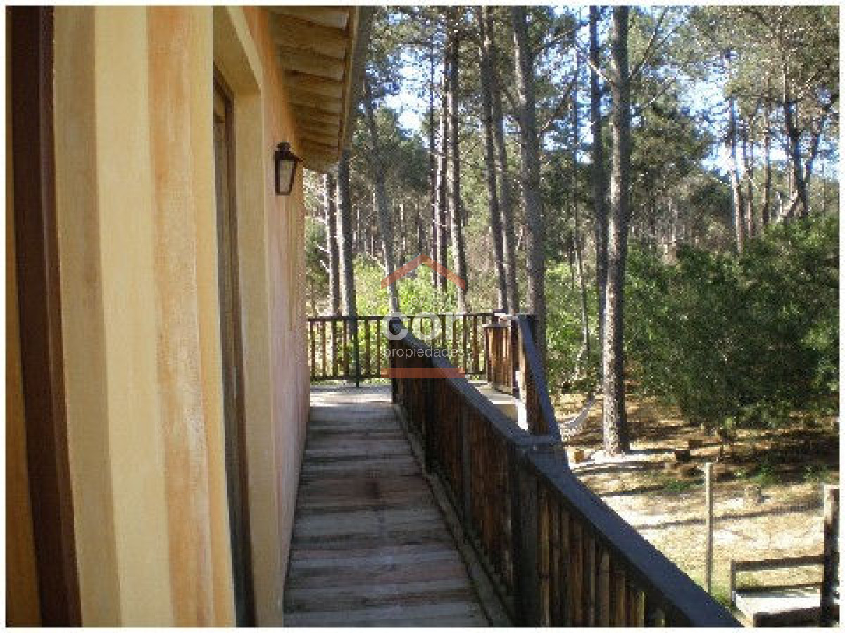Chihuahua - GoPunta - Portal Inmobiliario de Punta del Este - Maldonado