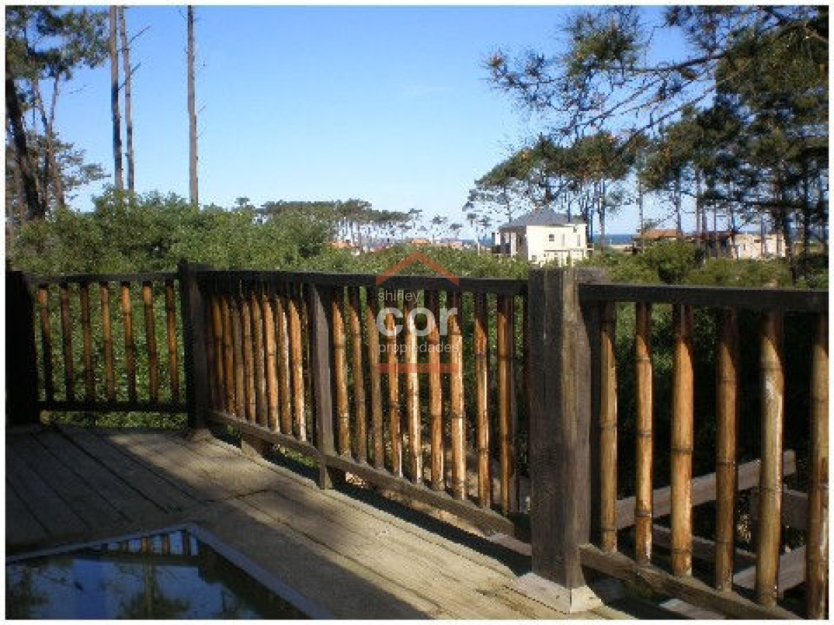 Chihuahua - GoPunta - Portal Inmobiliario de Punta del Este - Maldonado