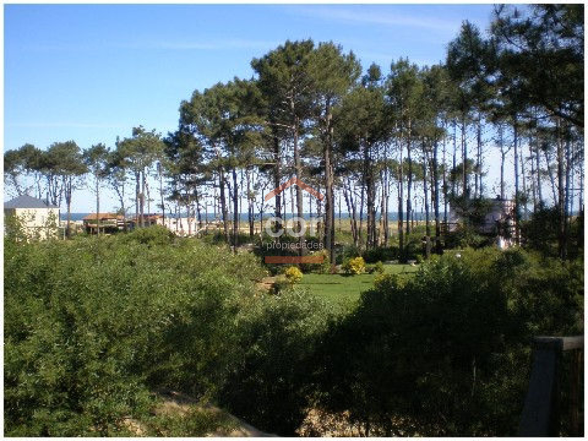 Chihuahua - GoPunta - Portal Inmobiliario de Punta del Este - Maldonado