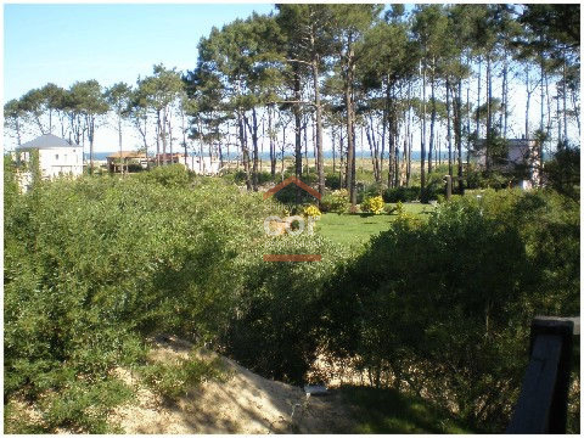 Chihuahua - GoPunta - Portal Inmobiliario de Punta del Este - Maldonado